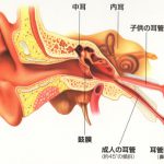 normal_ear