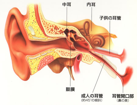 正常な耳の構造