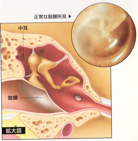 耳垢 鼓膜 に 耳垢のとりかた