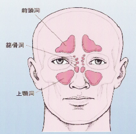 副鼻腔の構造と働き