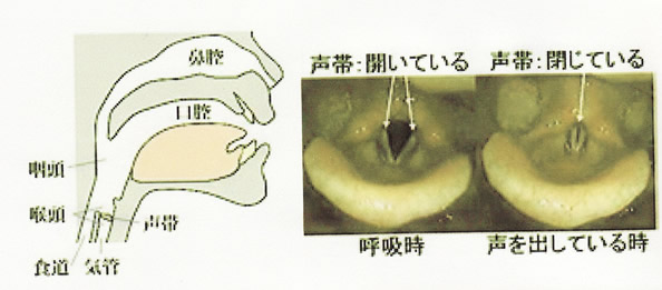 声帯の構造